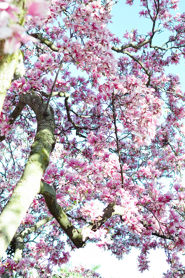 Cherry blossom and magnolia tree
