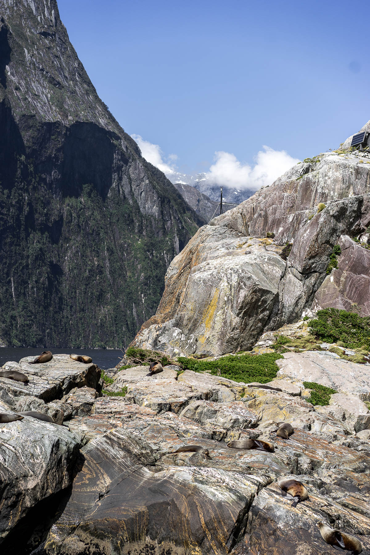 A Glam Lifestyle fashion blogger sees seals on milford sound cruise